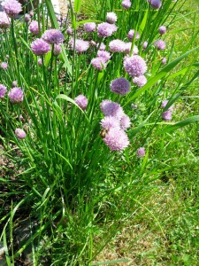 Chives