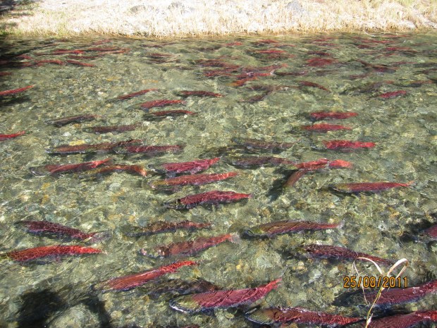 Spawning+Salmon+in+Pemberton+BC