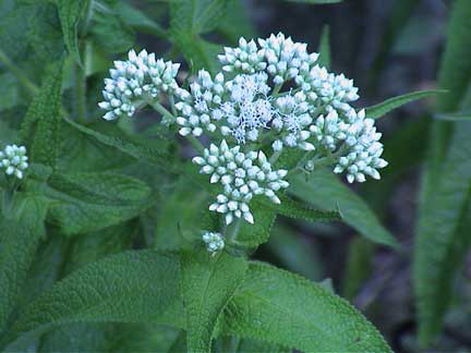 Boneset