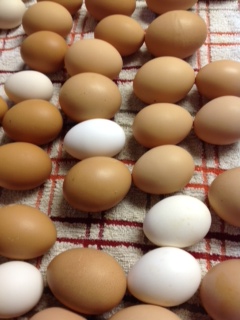 farm fresh eggs, winds of change, shaw creek farms, michelle beks