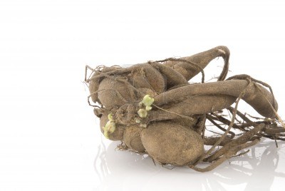 2641432-sprouting-dahlia-tuber