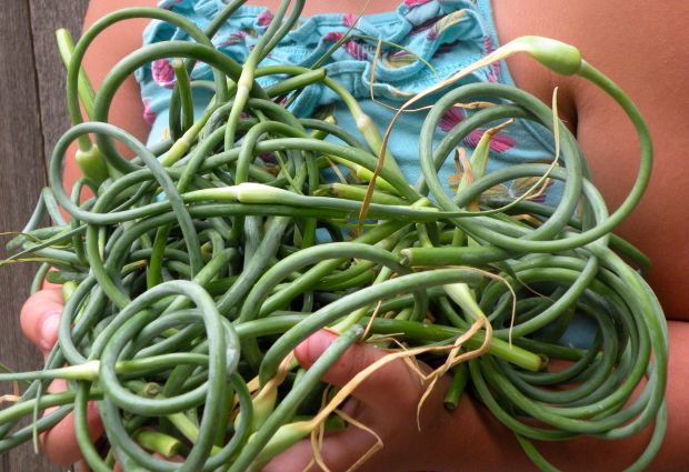 garlic scapes
