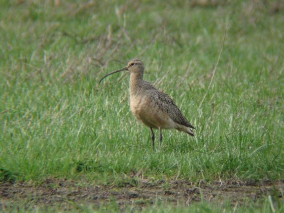 Long-billed Curlew 006