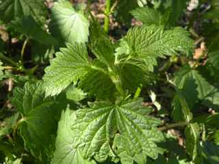 nettle close up