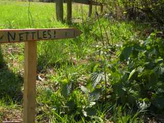 nettle sign 2