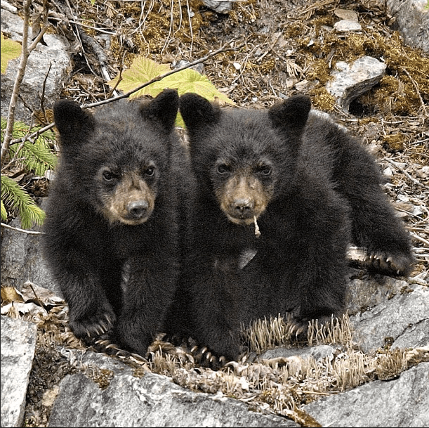 Screen shot 2013-05-04 at 3.39.58 PM