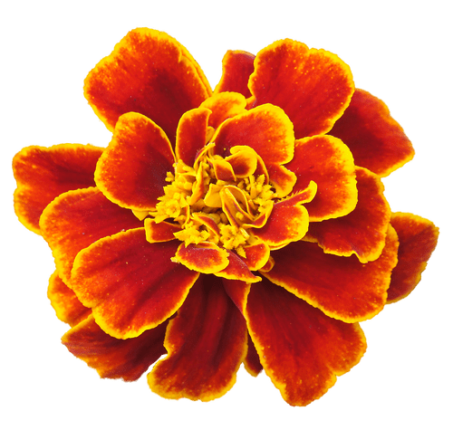 TL-Marigold-1009-
