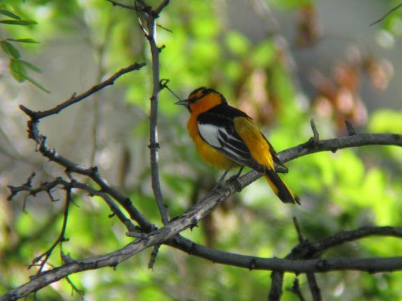 Bullock's Oriole
