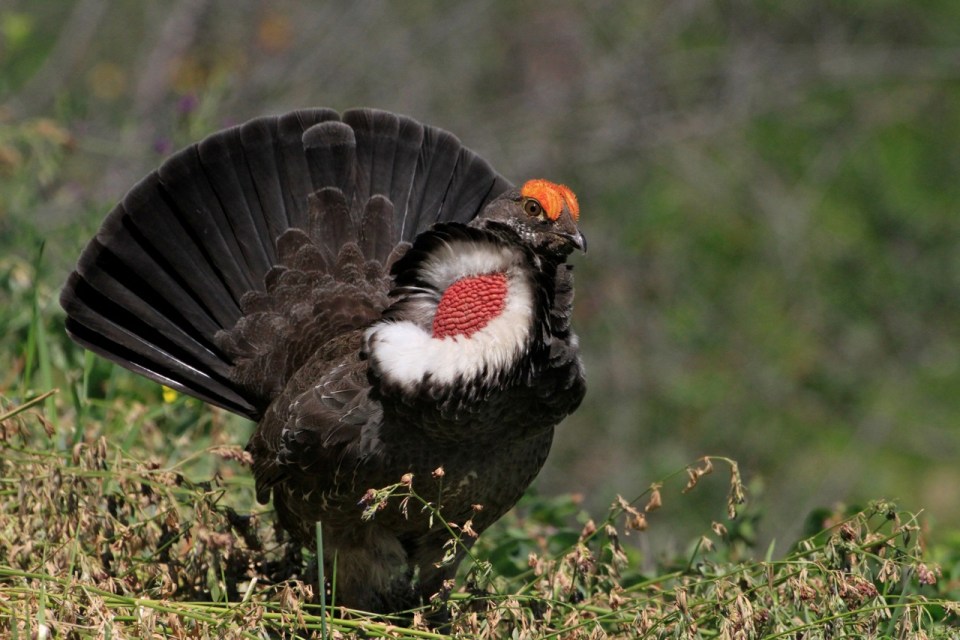 _MG_4244 - Version 2 (1)