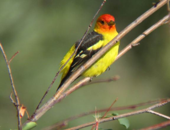 Western Tanager