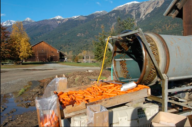 Carrot harvest at Shaw Creek Farms