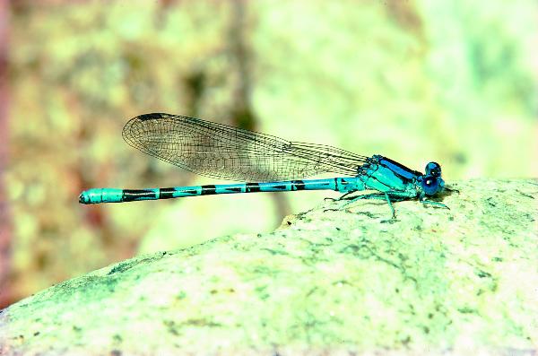vivid dancer damselfly