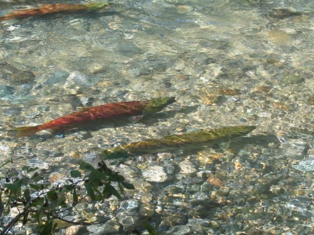 salmon-spawning-02