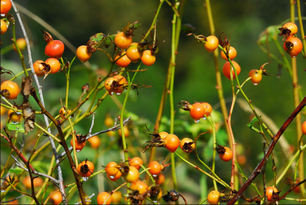 Rosehips by Dave Steers