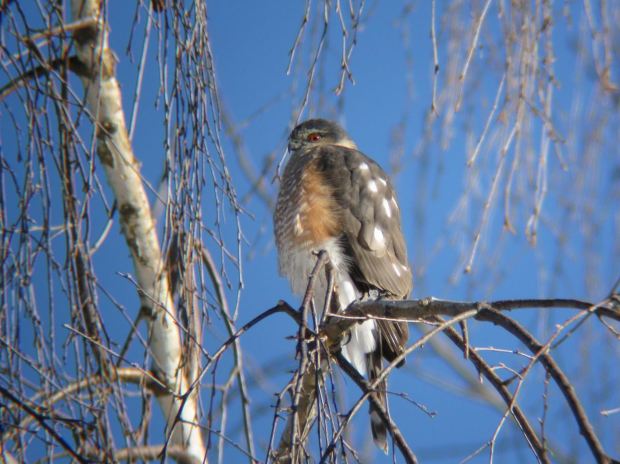 Sharpshinned Hawk