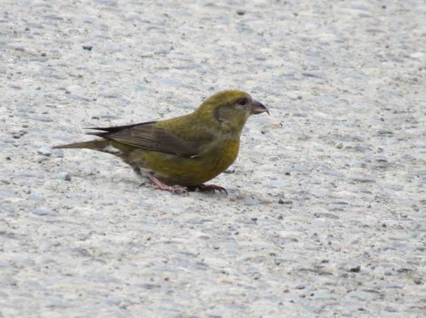female Red Crossbill