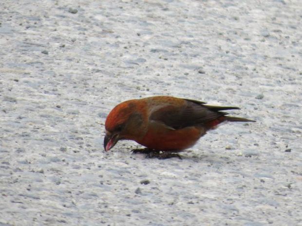 male Red Crossbill
