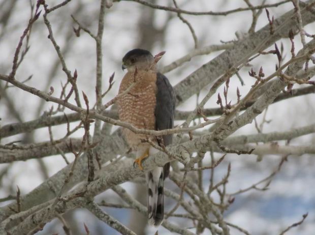 Sharp-shinned Hawk