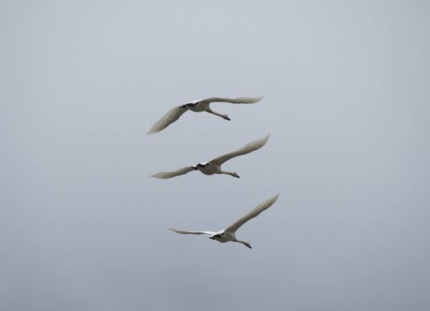 swans 005