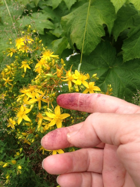 Evelyn Coggins picks St John's wort