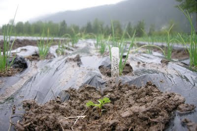 Ice Cap Organics plant a Taj Mahal marigold from Helmer's stock
