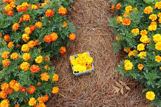 KB_Blabla.marigolds-0242