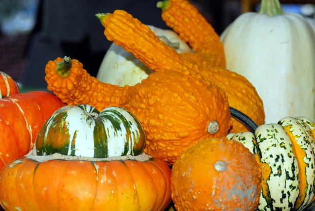 thanksgiving pic from Dave