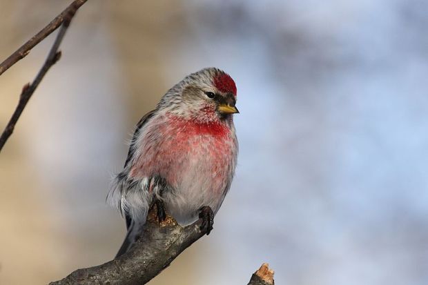 800px-Carduelis_flammea_CT6