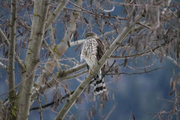 10991330_1106192289406608_251739547977943955_n