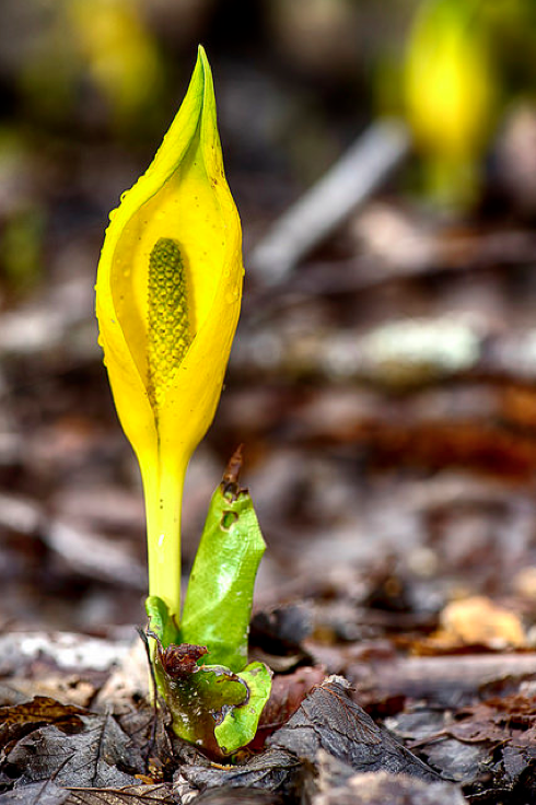 Skunk cabbage, first full day of spring Pemberton 2015