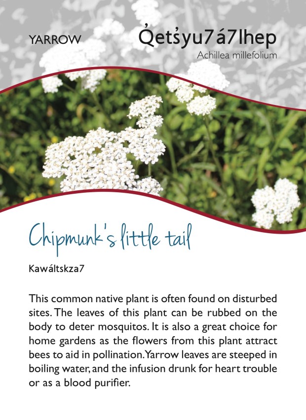 Yarrow