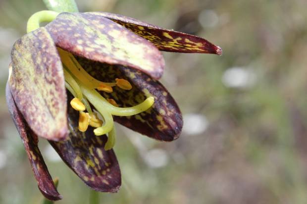 10352891_744257032313385_3364102974970960018_n