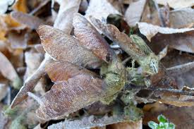 big leaf maple samara