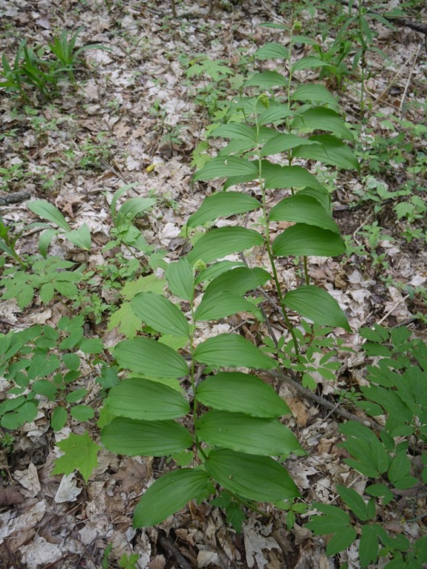 False-Solomons-seal-group-768x1024