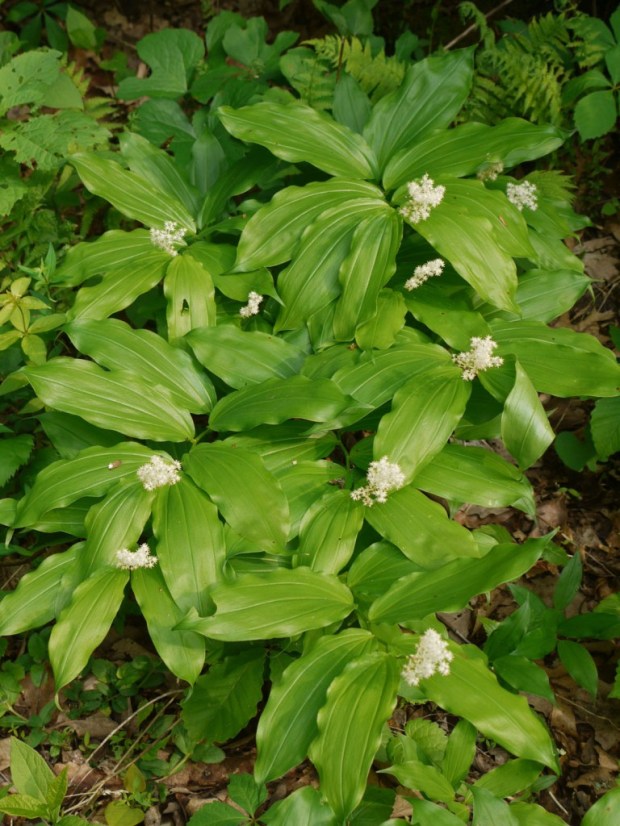 False-Solomons-seal-group1-768x1024