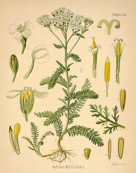 yarrow02-l