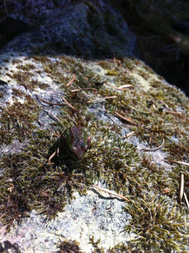 11060917_10153472904055210_2138175346302211024_o