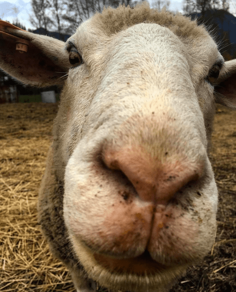 Screen shot 2015-10-18 at 2.16.59 PM