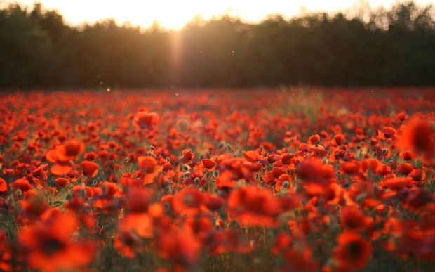poppy-field-sunset