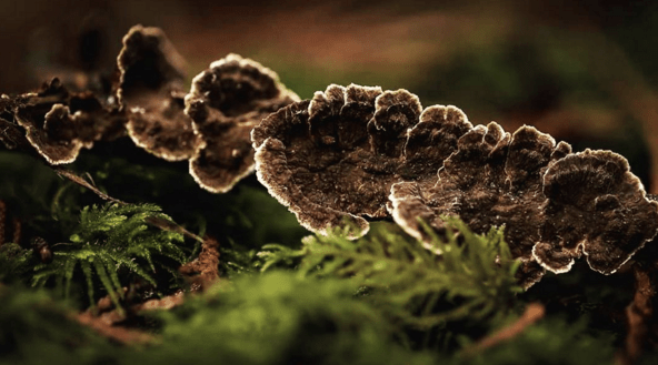 Screen shot 2015-11-11 at 8.02.55 PM