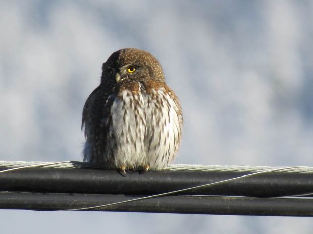 Pygmy Owl December 14 2015 by John Tschopp