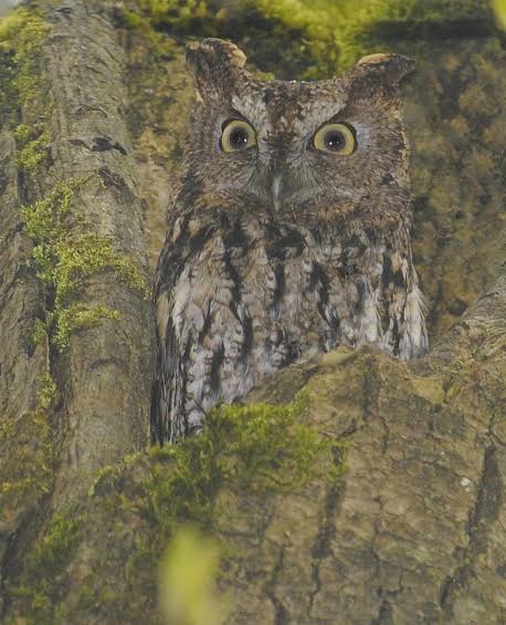 WesternScreechOwlGordGadsden