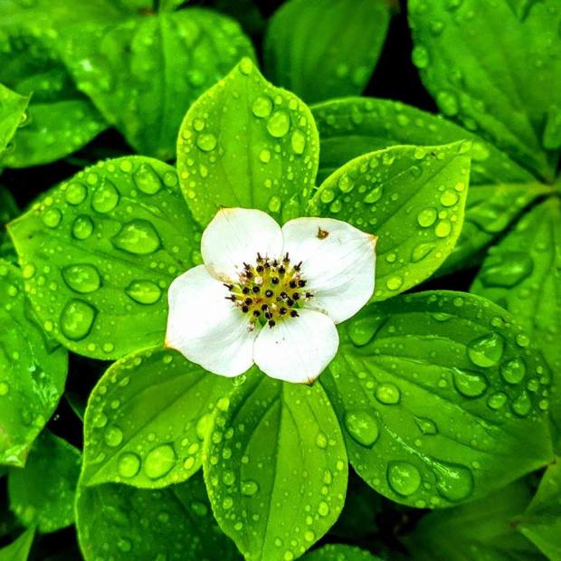 13413806_10157008519855293_1041554643_n