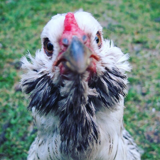 Screen shot 2016-06-04 at 3.34.16 PM