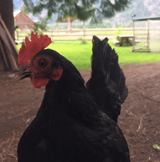 Screen shot 2016-06-04 at 3.34.35 PM