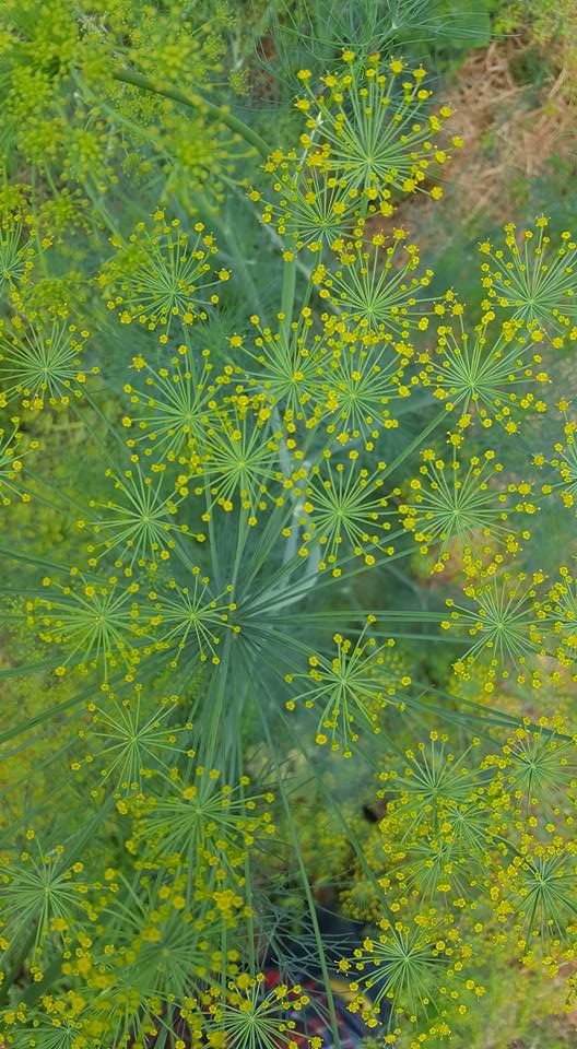 13567342_10154098657931311_7941804262542697758_n