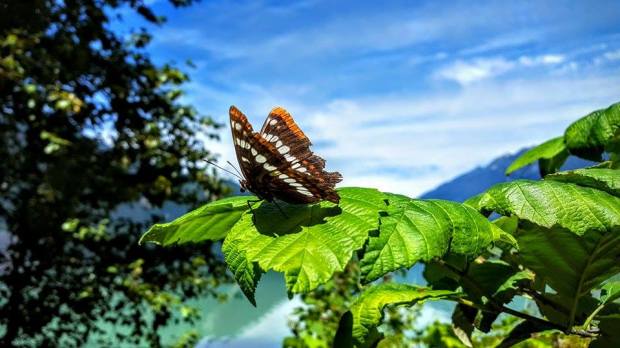 photo by shayla wallace