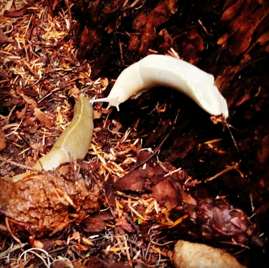 Sighted: Albino banana slugs! – The Wellness Almanac