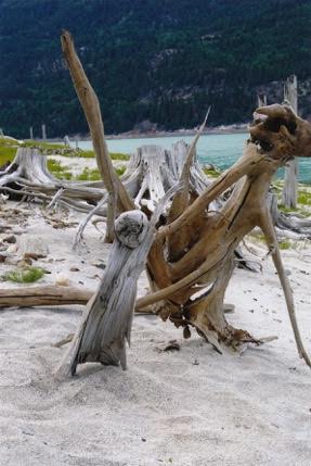 connie driftwood