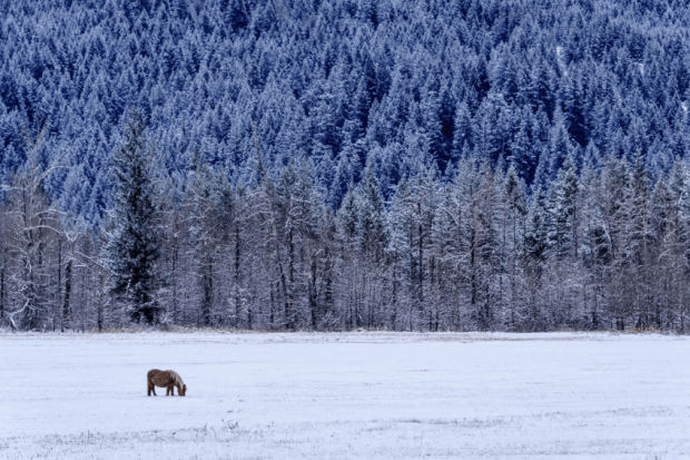 screen-shot-2016-12-15-at-11-16-02-pm